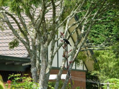 Clover Downs Homestead 罗托鲁阿 外观 照片